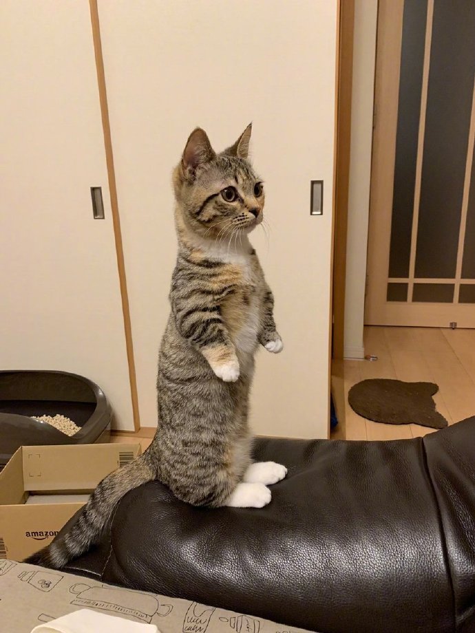 站立猫...