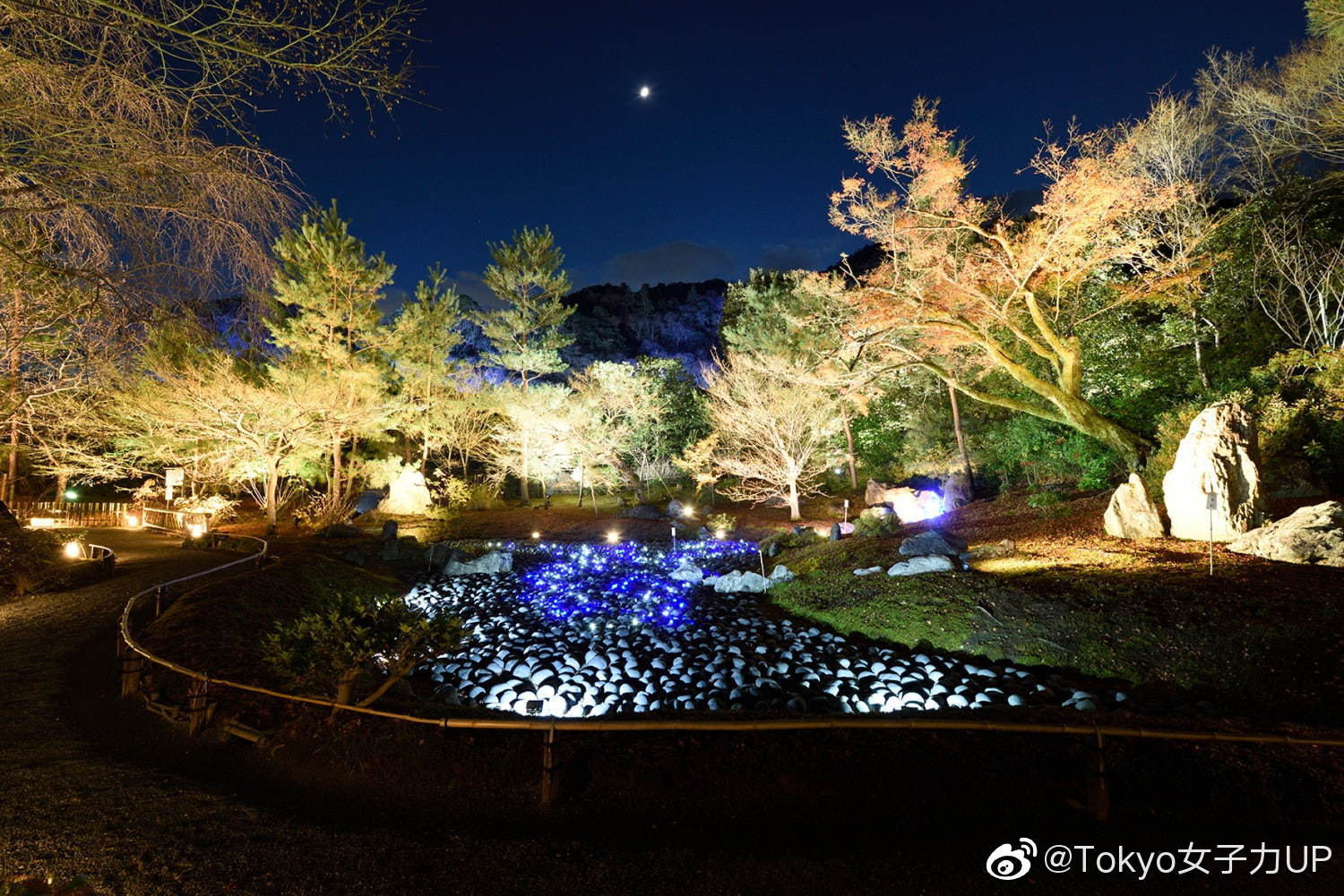 京都 岚山花灯路 19 高清图集 新浪网