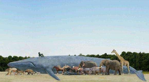 蓝鲸的力量最大?人若有这种昆虫同比例的力量,将能举起30辆轿车