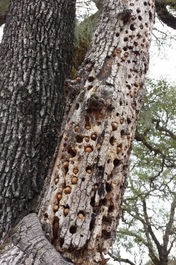 鸡皮疙瘩如何产生(鸡皮疙瘩如何产生出来的) 鸡皮疙瘩如何产生(鸡皮疙瘩如何产生出来的)