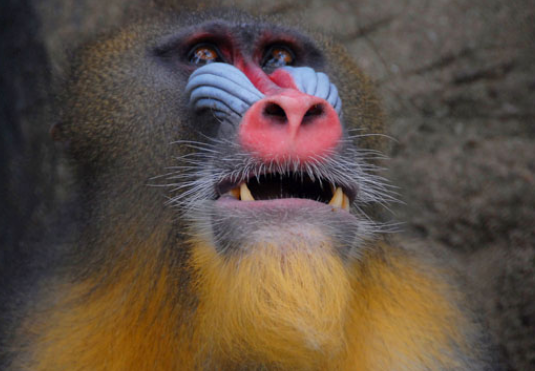 研究员在重庆发现鬼脸猴