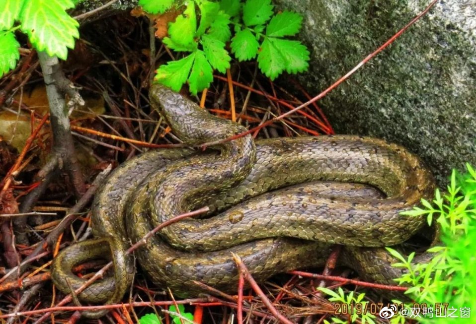 双鸭山:益寿山有蛇在山路边上睡觉,提醒人们夫山上游玩注意|山路