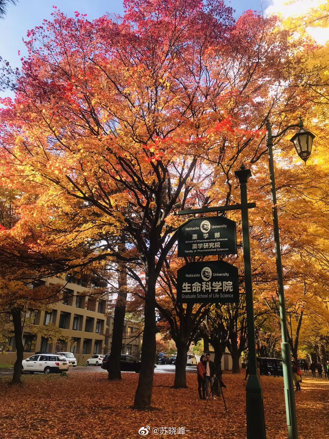 北海道大学秋色 图来自微信好友授权发表 高清图集 新浪网 北海道大学秋色 图来自微信好友授权发表 高清图集 新浪网