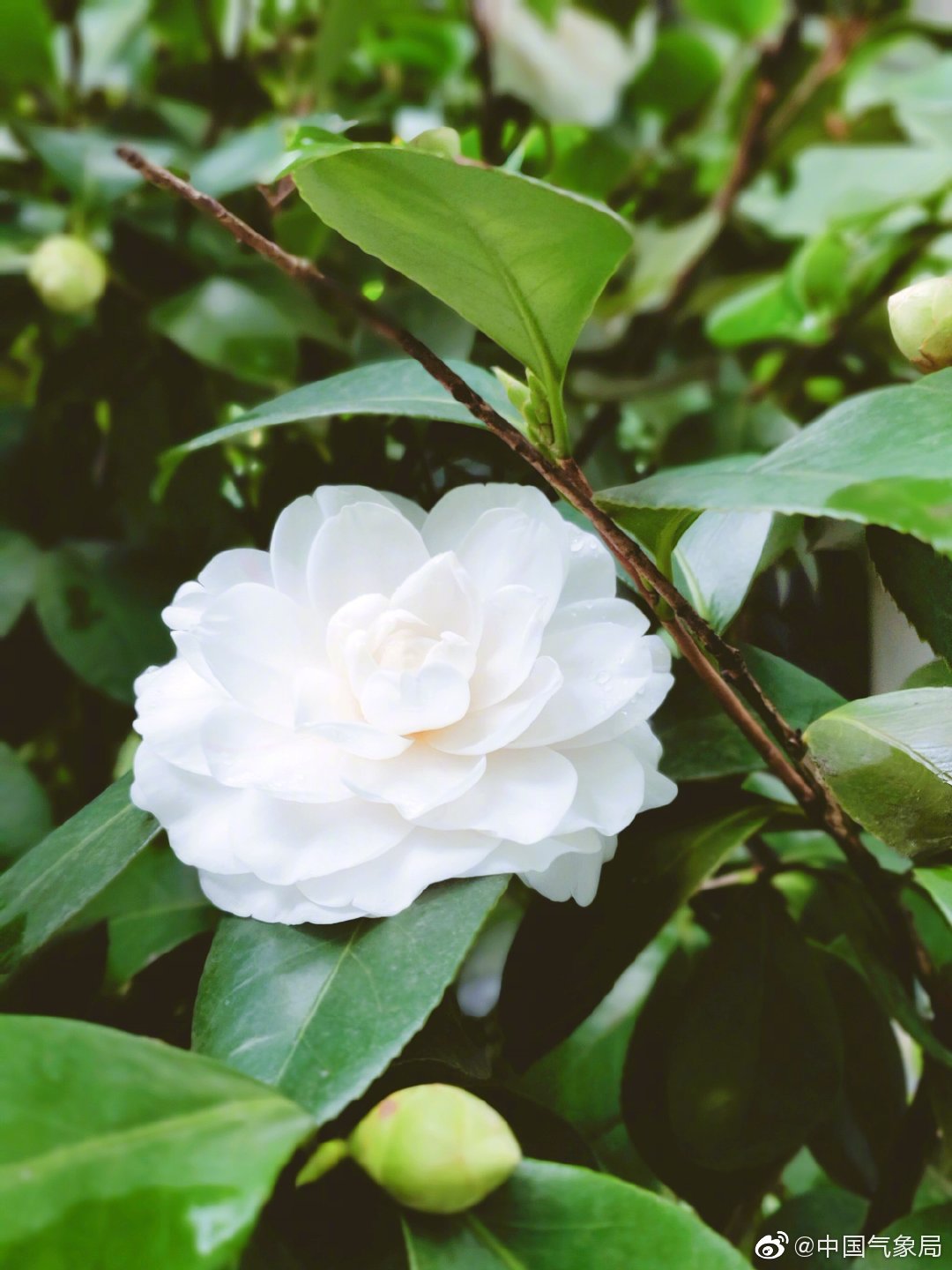 冬日里的山茶花_高清图集_新浪网
