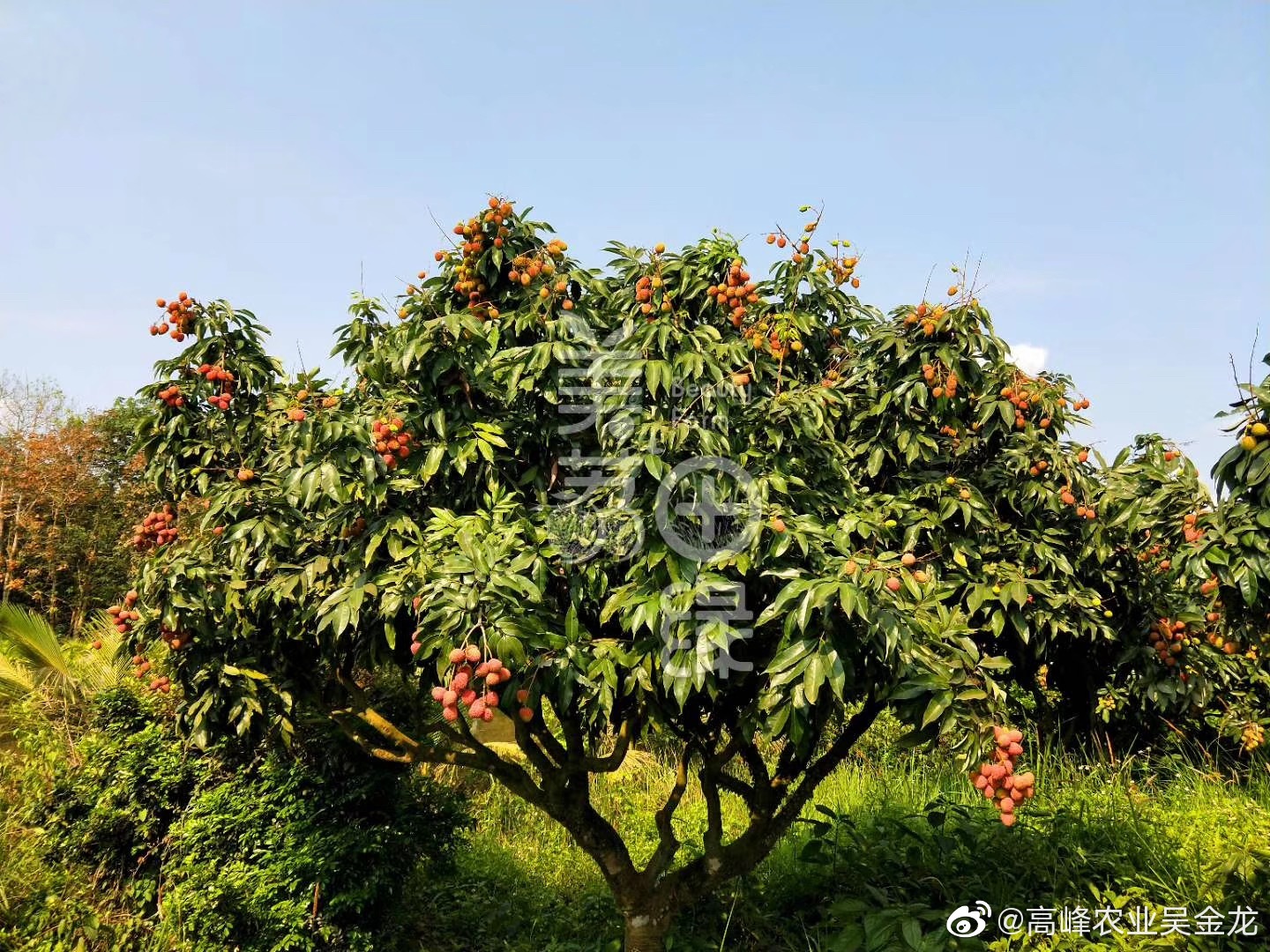 介绍一家高品质的荔枝，小郑家美荔，191项农残检测为0