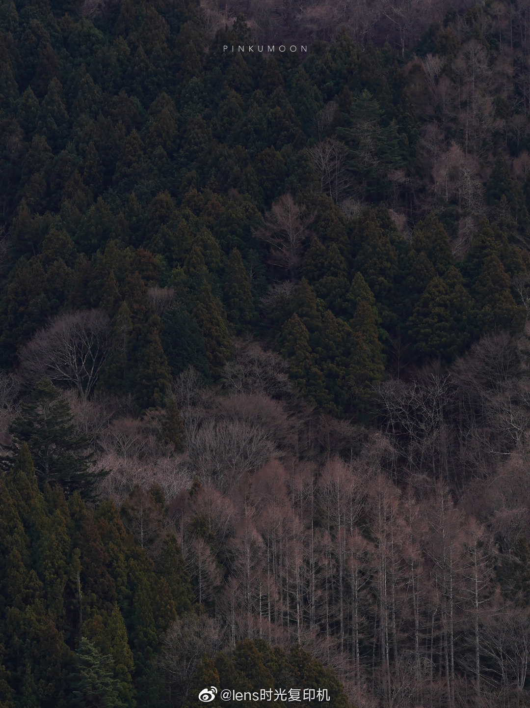 绿与暮色67pinkumoon