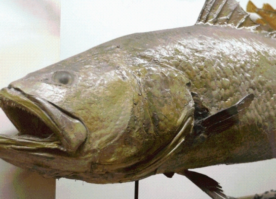 酱是法国人餐桌上的奢侈享受,是皇室中的佳肴,品级最高的是鲟鱼的卵