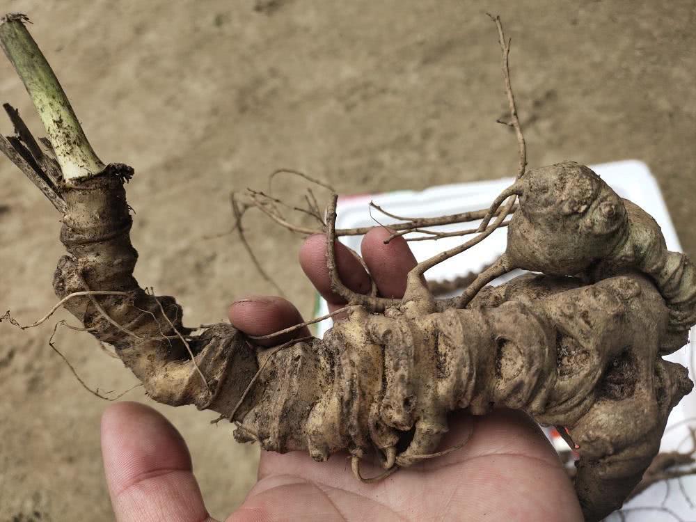 竹节参和独脚金了,竹节参是五加科人参属多年生草本植物,又称"竹三七"