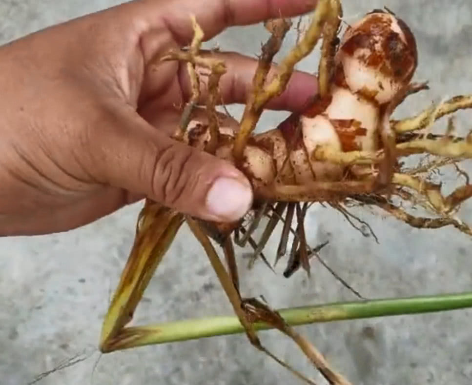 这种广东特有的植物长得像生姜且香味浓郁搭配鸭肉美味又滋补