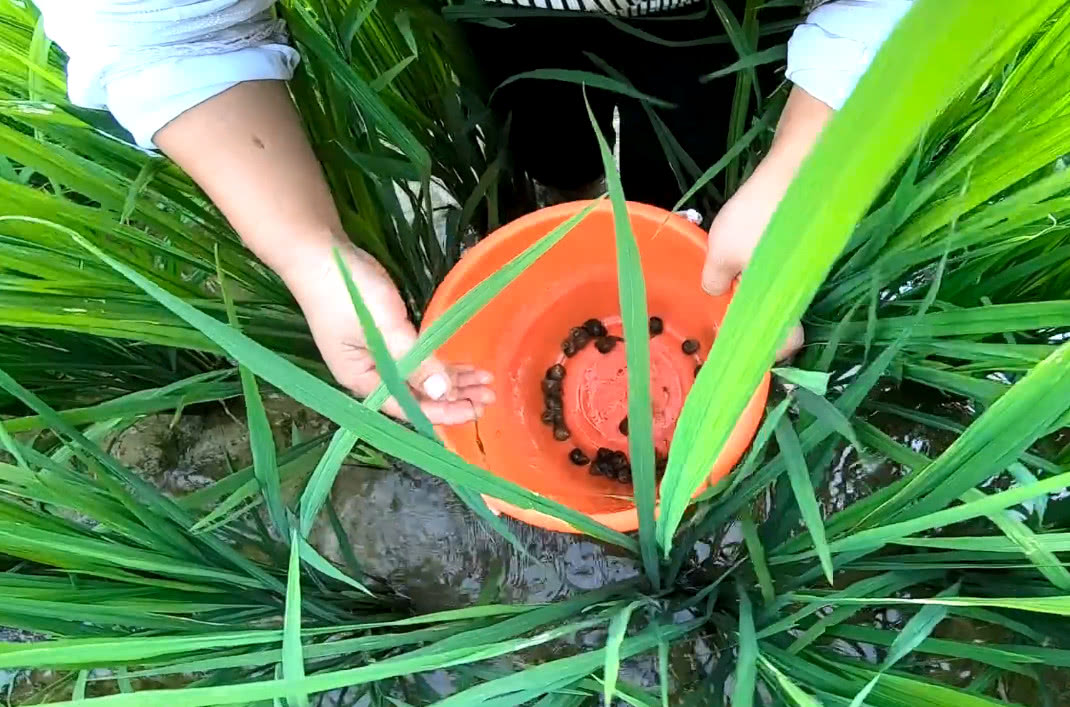 爆炒出来的田螺一人可以吃一锅,看着就嘴馋,小伙吃到停不下来