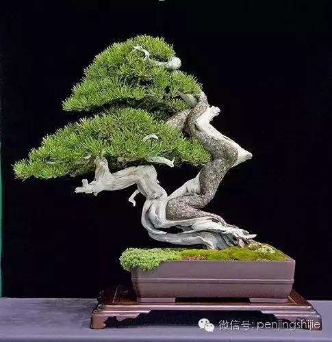 一组盆景佳作欣赏,曲干似游龙,虬枝聚和风|盆景|虬枝|龙龙_新浪新闻