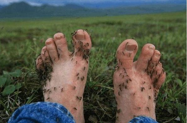 非洲人从来不会被蚊子咬,就算蚊子趴的满身都是也不会咬?