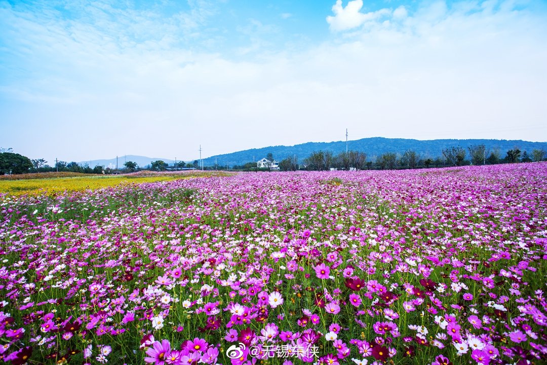 走进无锡九龙湾花星球的花海,红尘的心变得自由自在.