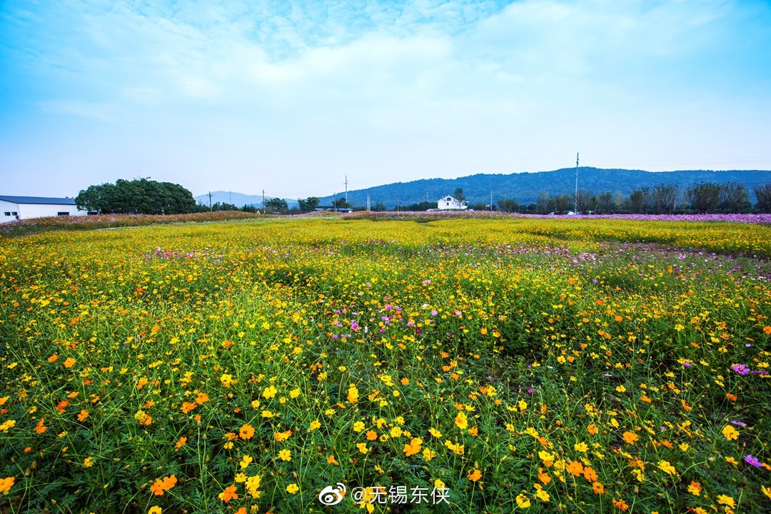 走进无锡九龙湾花星球的花海,红尘的心变得自由自在.美丽的花海
