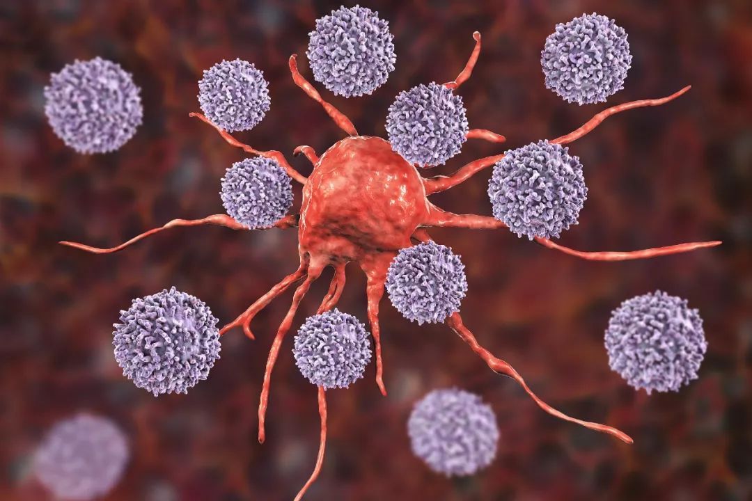 880万份数据集显示：40岁以后，免疫细胞将大幅衰老！
