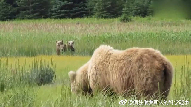 俄罗斯人为了对付棕熊,发明捕熊盔甲与熊搏斗