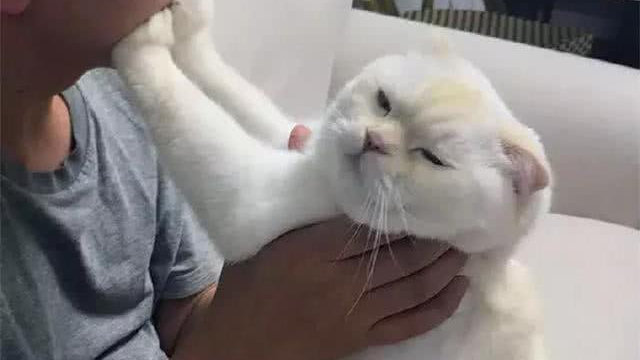 为什么自己家的猫不让人摸?|猫|你家|性格_新浪新闻