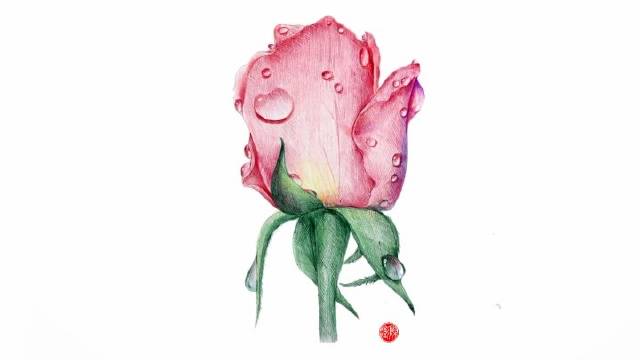 圆珠笔 彩铅画出来的玫瑰花