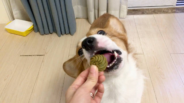 今晚的小零食是狗狗吃的曲奇饼干哦!颜色好像和圣诞很搭耶!