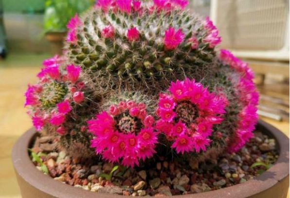 他养了1盆仙人球开花100朵漂亮极了大家都说头回见