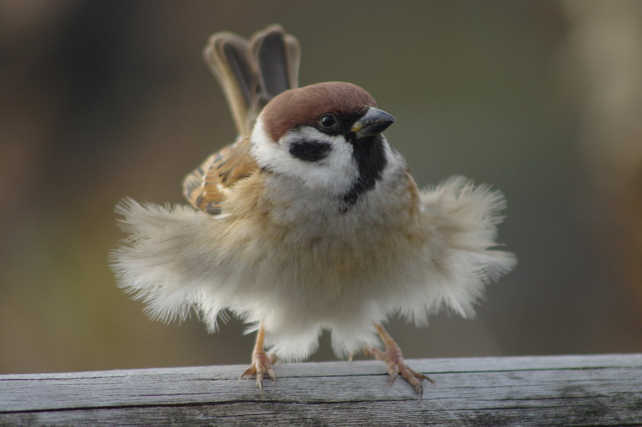 可爱小肥啾(twi:中野さとる)