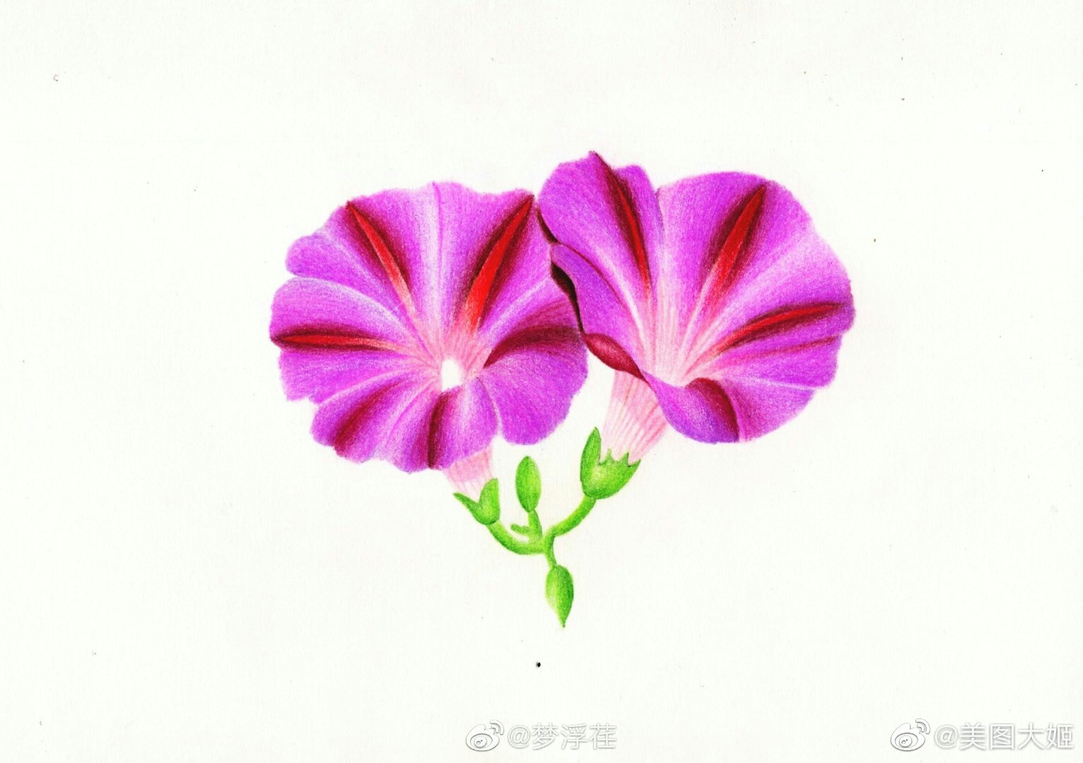 彩铅画手绘作品牵牛花作者梦浮荏