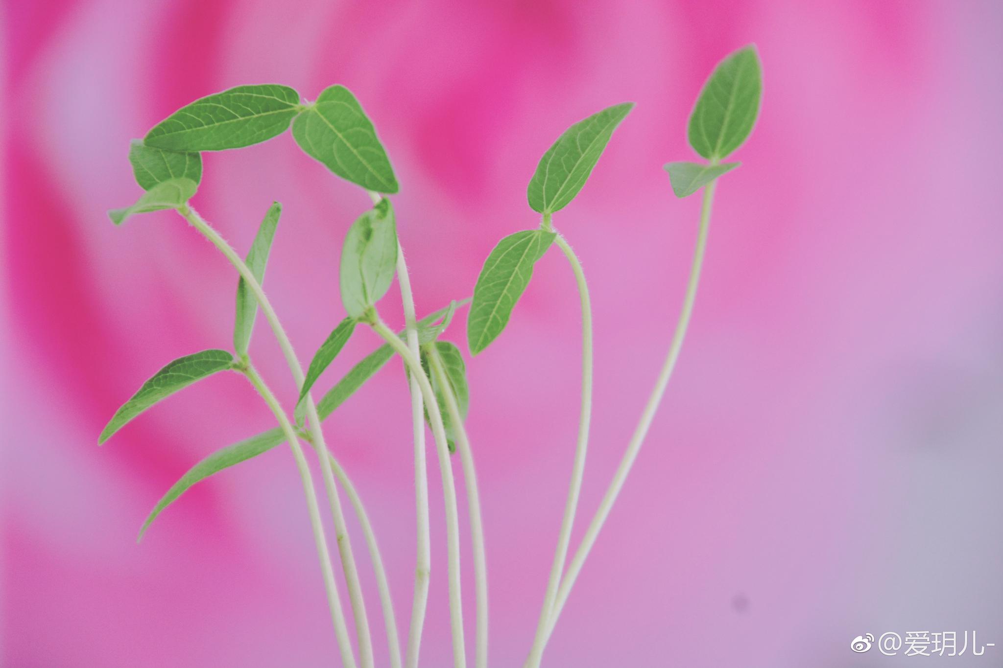 亲手发的绿豆芽长出了叶子,拍出来清新淡雅,原创摄影