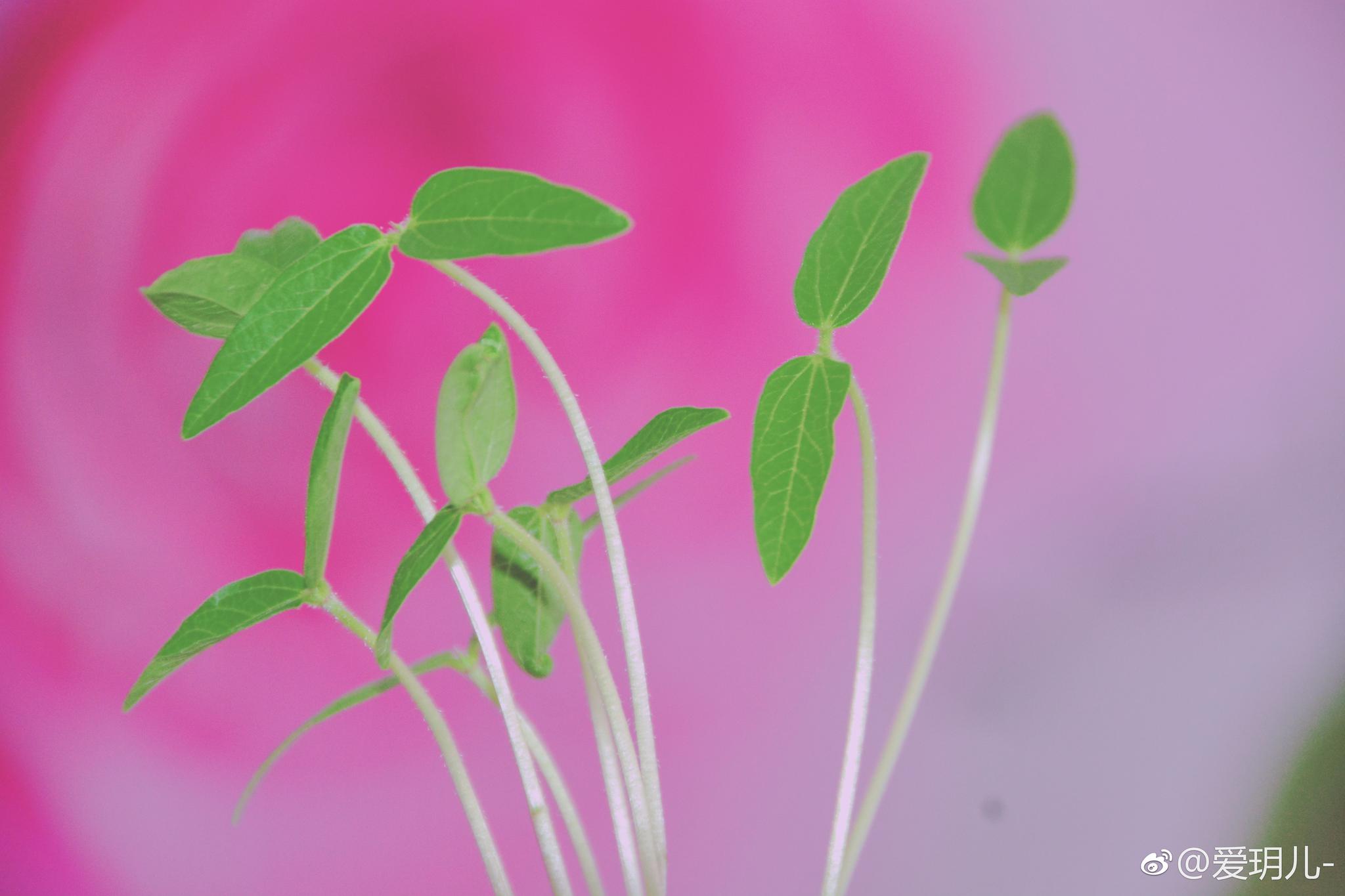 亲手发的绿豆芽长出了叶子,拍出来清新淡雅,原创摄影