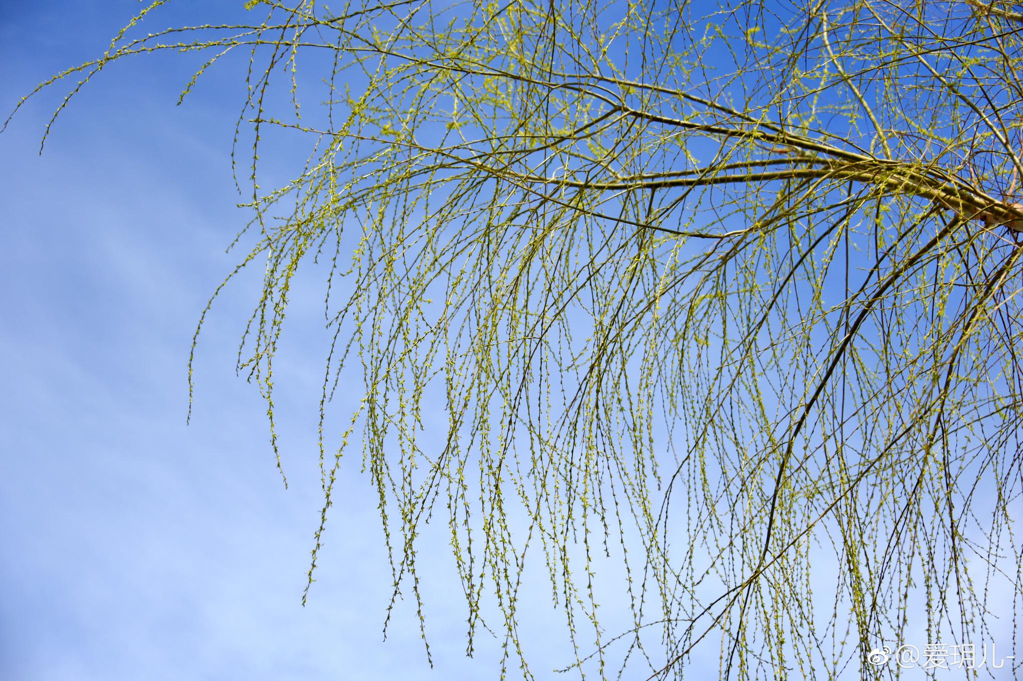 史前人类牙痛时怎么办？...