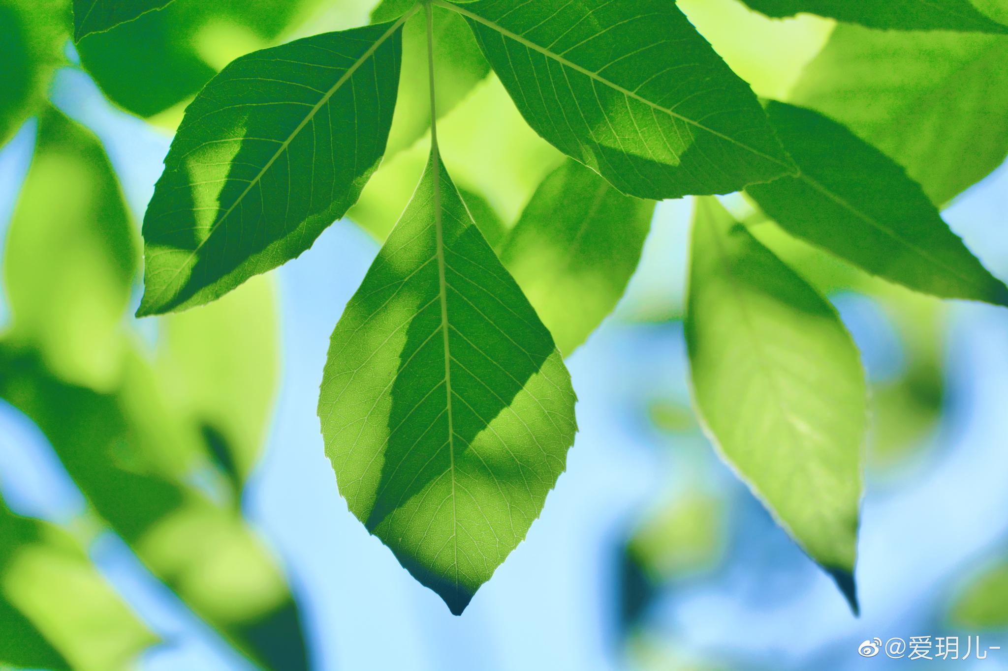光影下的白蜡树叶非常漂亮