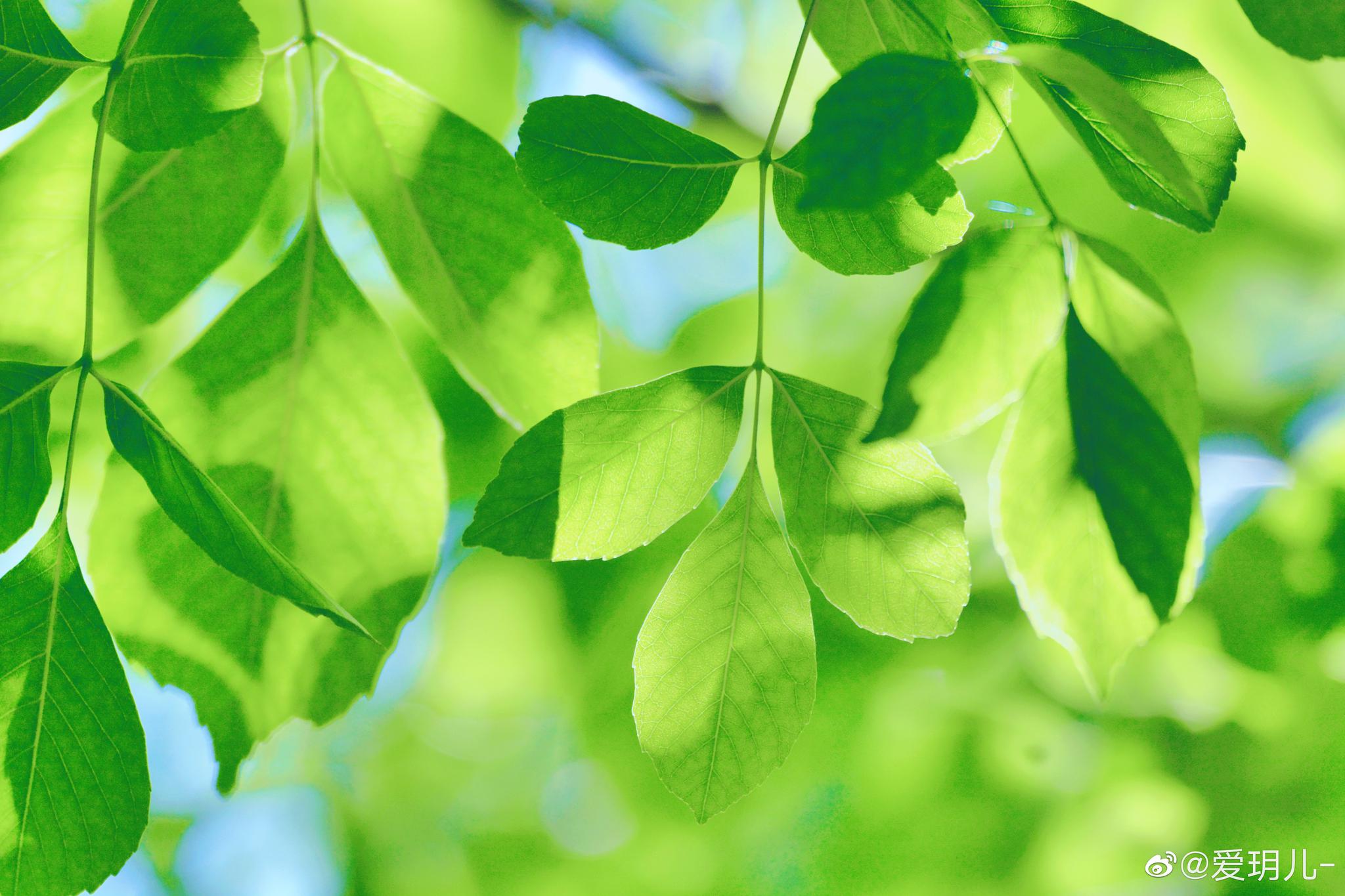 光影下的白蜡树叶非常漂亮