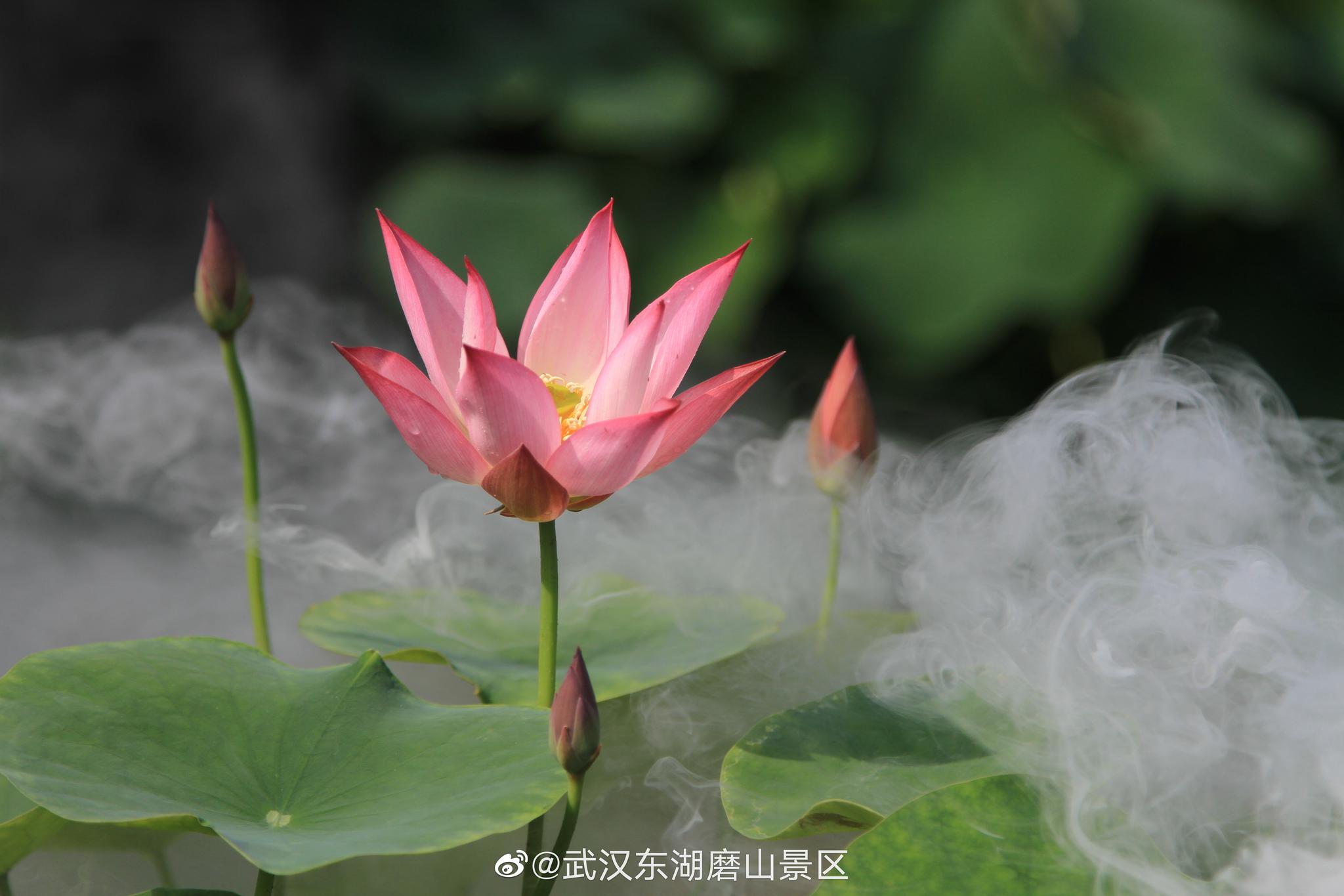 东湖磨山荷园的荷花开了~(图@武汉东湖磨山景区 )