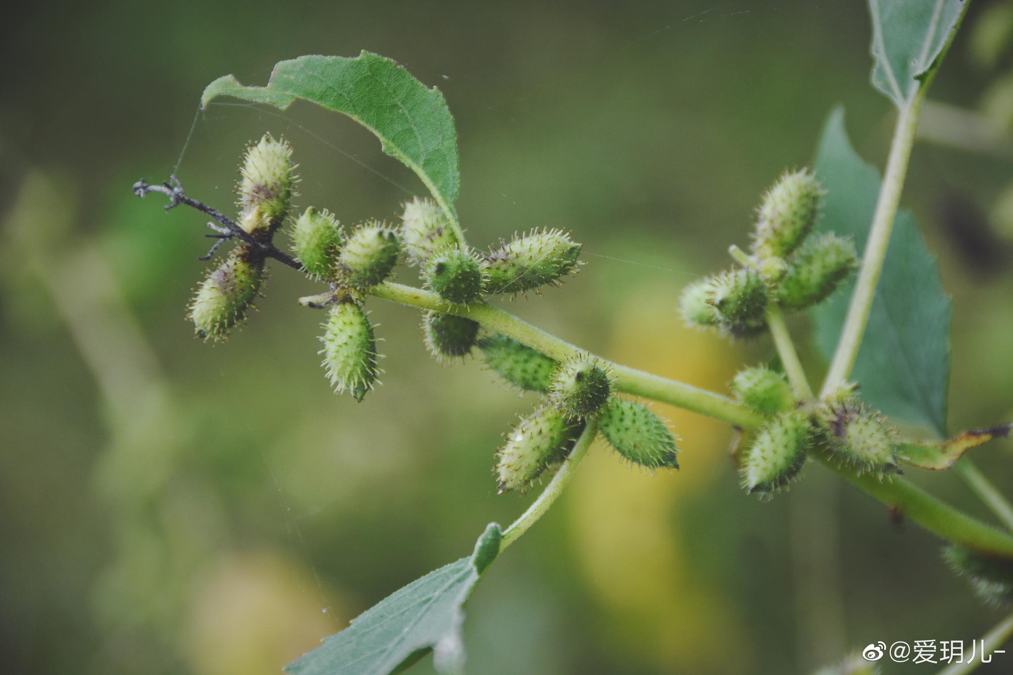 秋天苍耳的青涩果实,原创摄影 @中国图库冯飞燕 @中国图库tukuchina