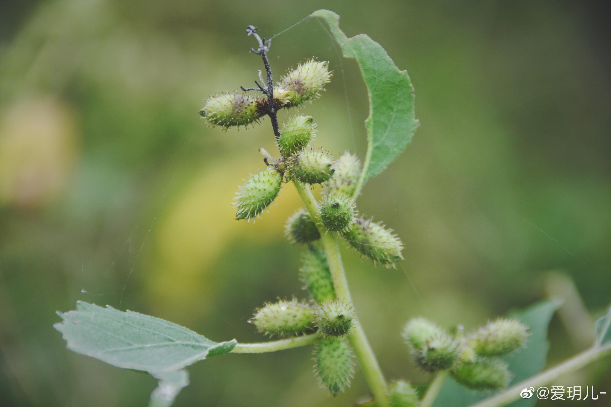 秋天苍耳的青涩果实,原创摄影 @中国图库冯飞燕 @中国图库tukuchina