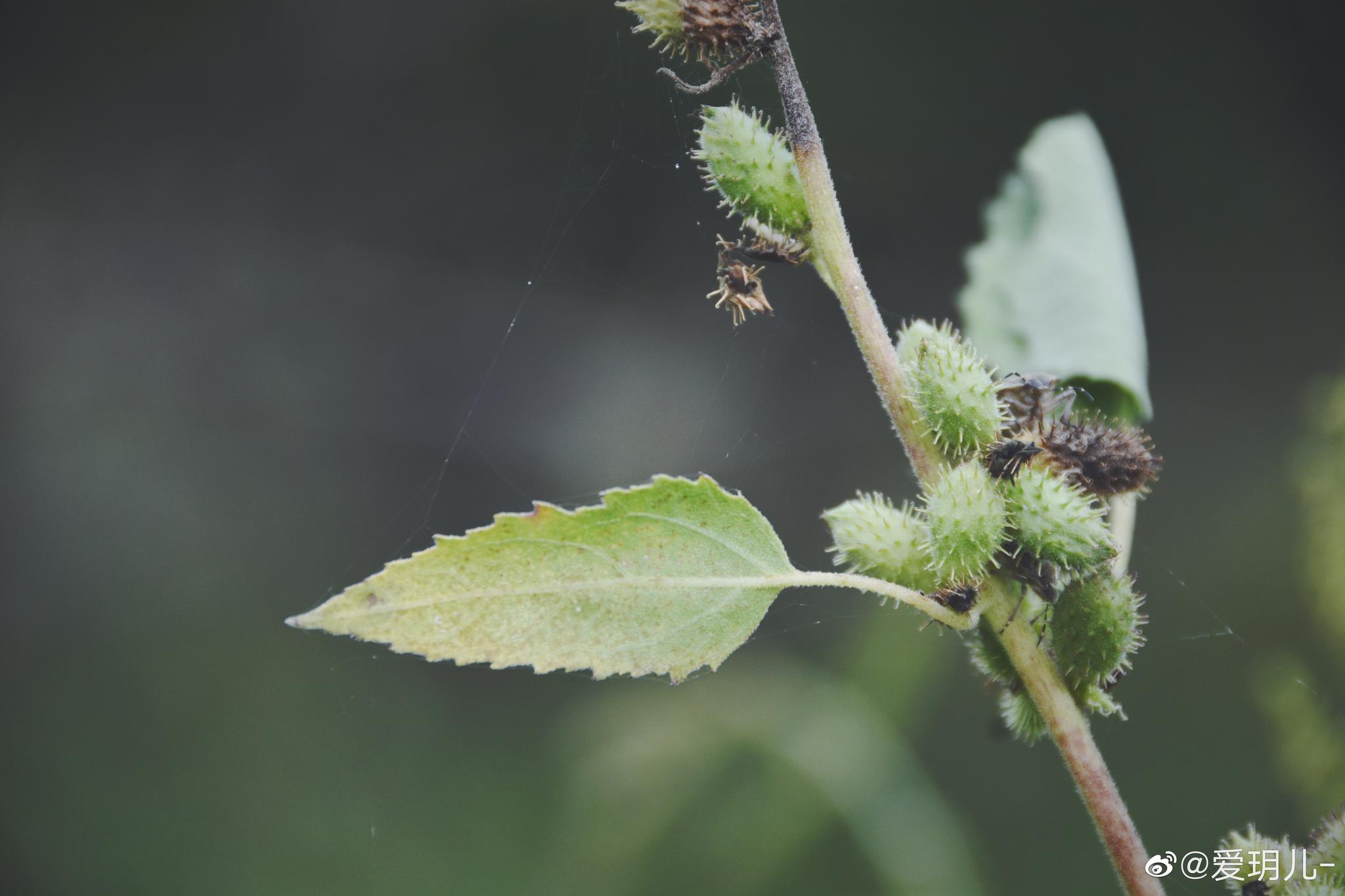 秋天苍耳的青涩果实,原创摄影 @中国图库冯飞燕 @中国图库tukuchina