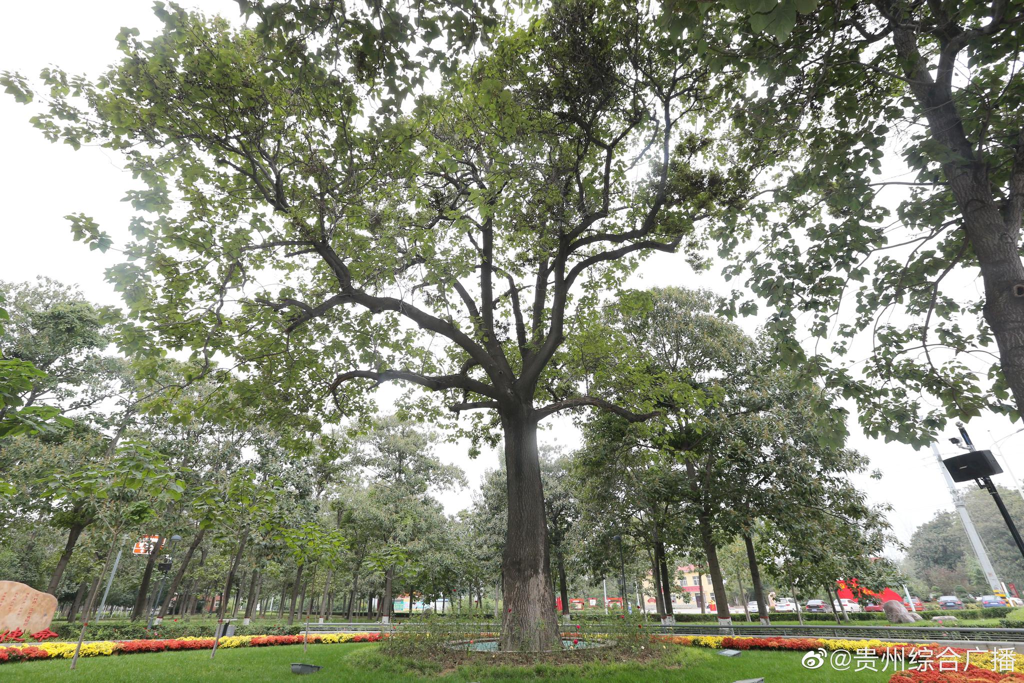 悉心守护焦桐48年的兰考老人魏善民