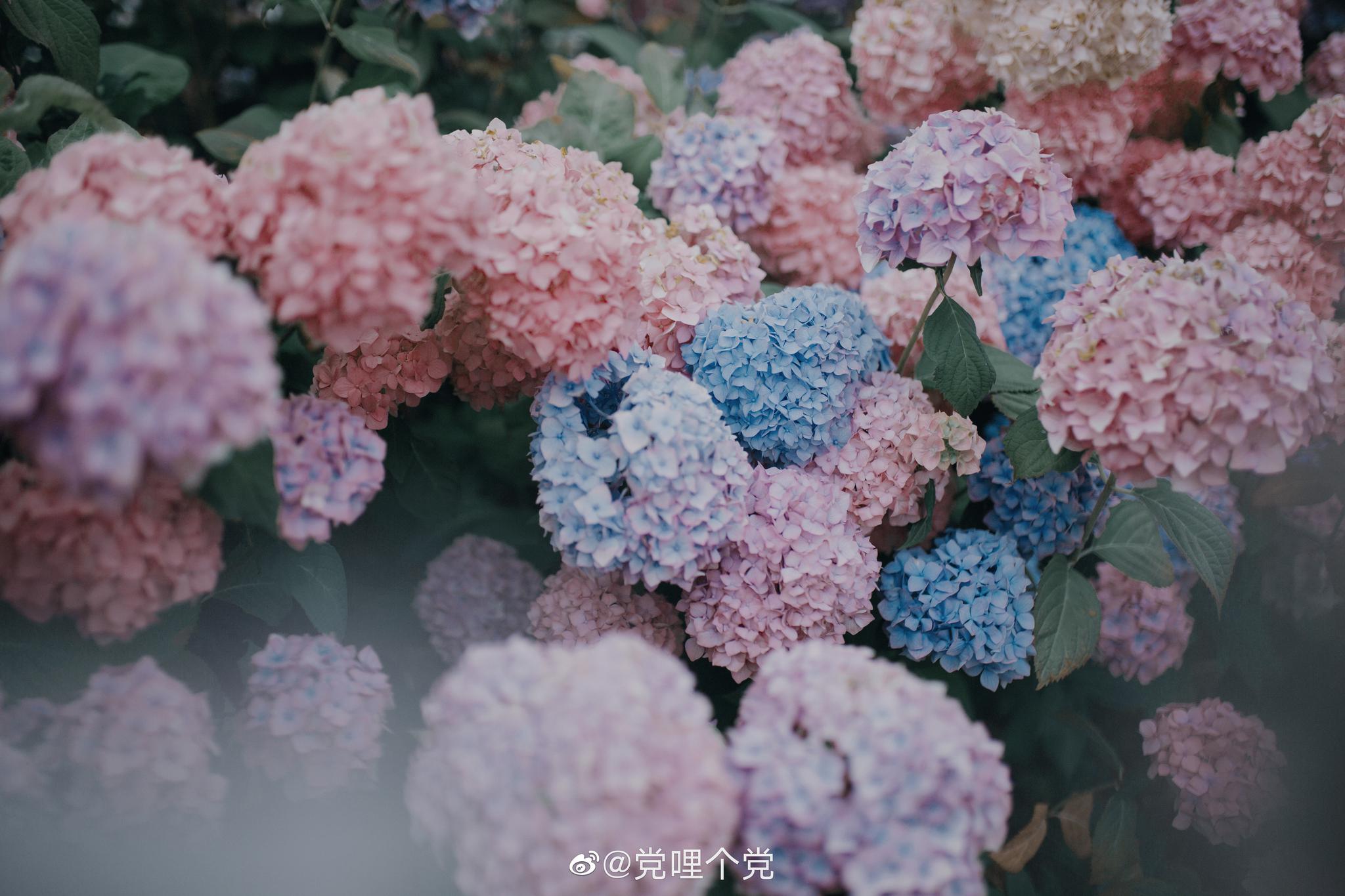 五月 能拥有一院子的开心紫阳花