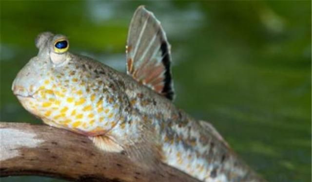 该鱼花3亿年从海洋爬上陆地,以为躲避了天敌,却被国人做成美食
