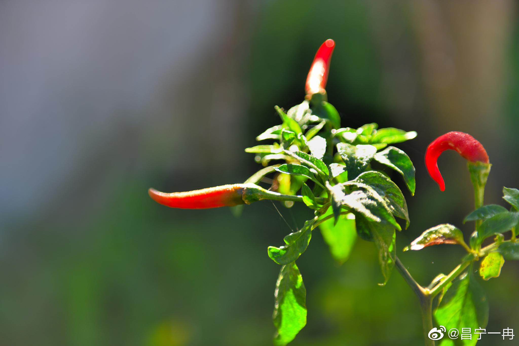 美丽昌宁·晶莹鲜艳小米辣