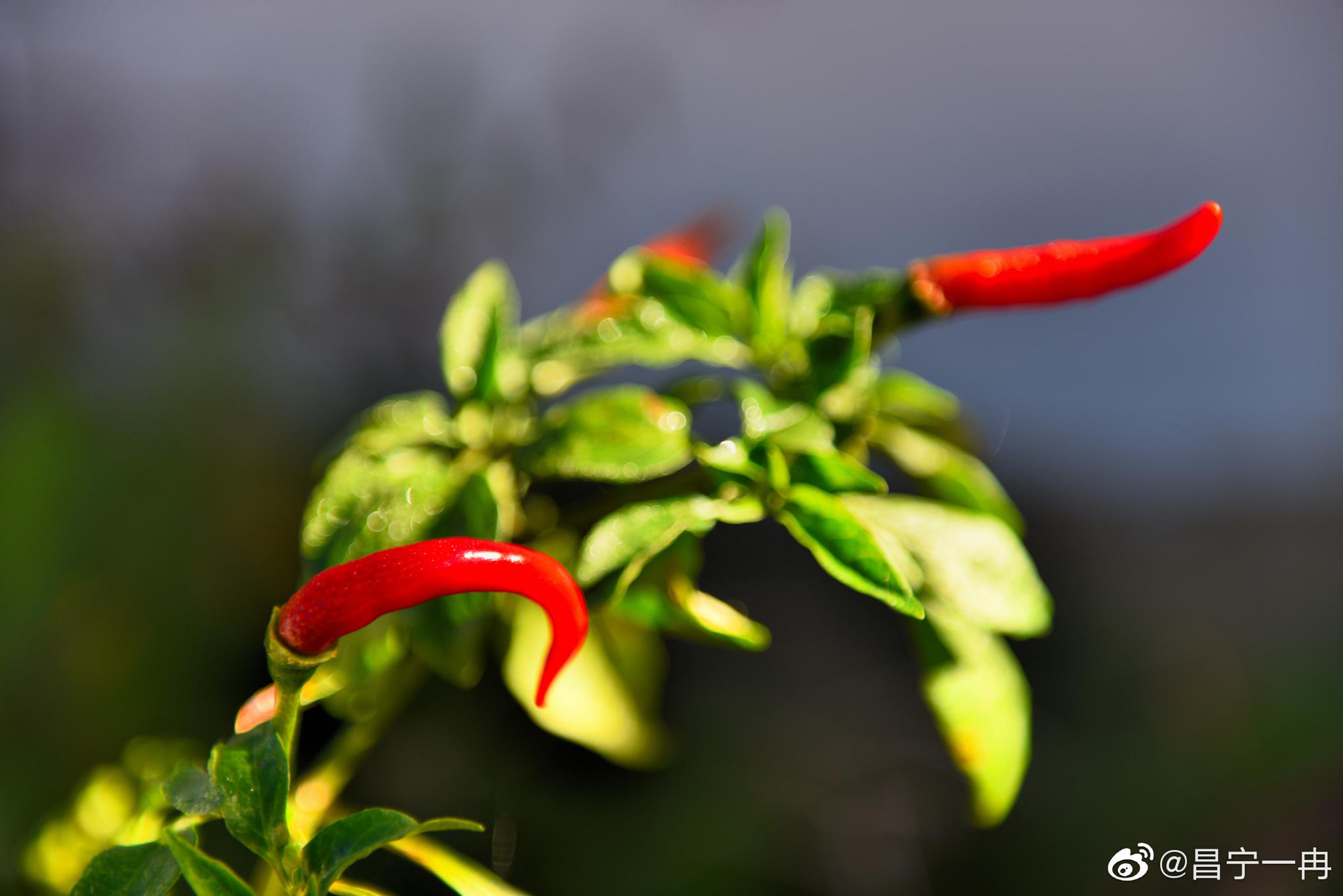 美丽昌宁·晶莹鲜艳小米辣_高清图集_新浪网