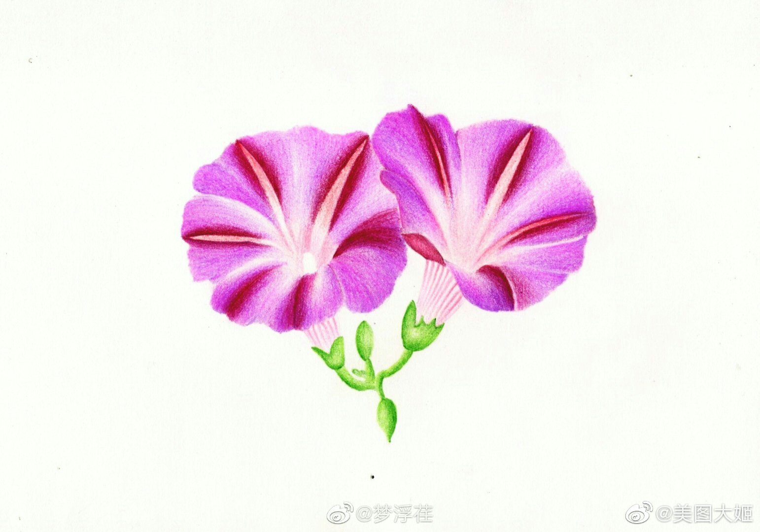 彩铅画手绘作品牵牛花作者梦浮荏