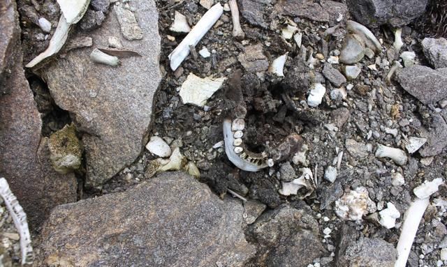 印度骷髅湖38具骨架被认为是二战的日军鉴定后发现问题