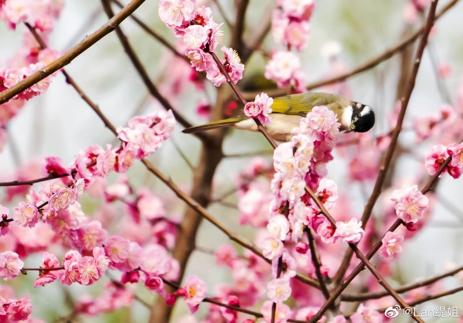 春已至,花盛开,鸟飞跃_高清图集_新浪网