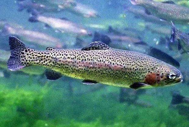 比亚洲鲤鱼还讨厌,可在中国却成了美食|亚东|美食|鲑鱼_新浪新闻