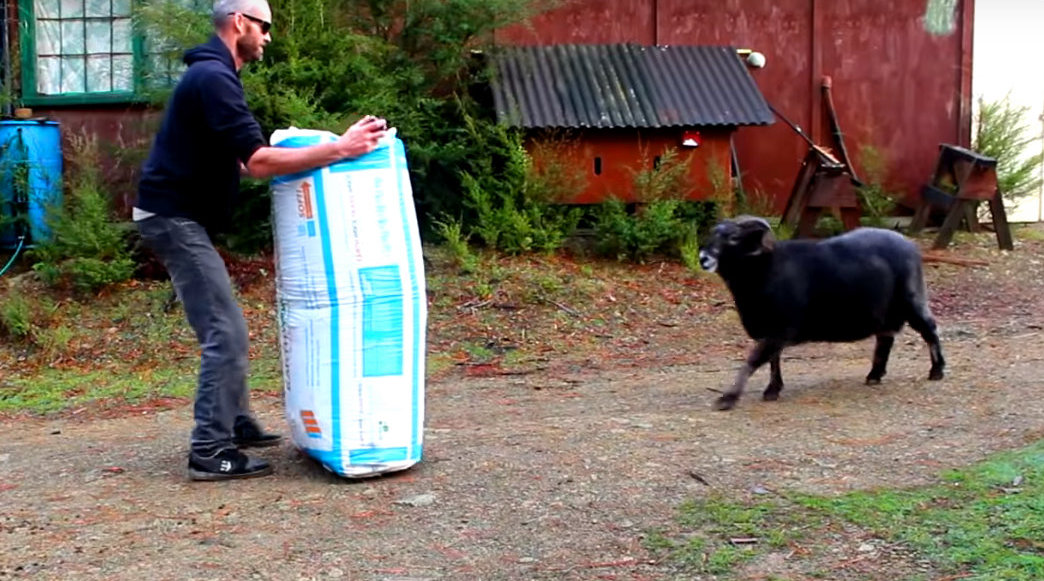 愤怒的黑羊,不断撞纤维袋发泄,小伙子见状戏弄黑羊