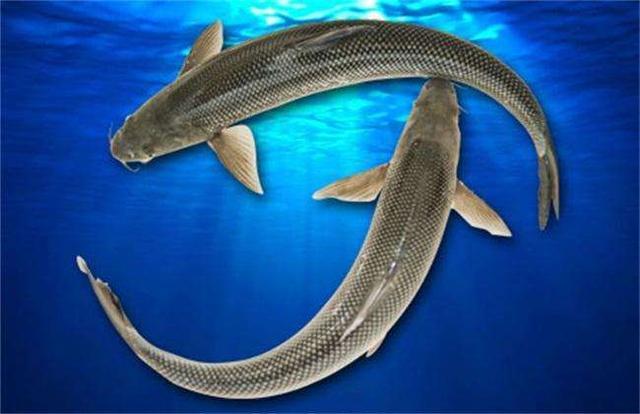 吃货称这种鱼为"鱼中之王",张爱玲的"第一恨",却已再难遇到