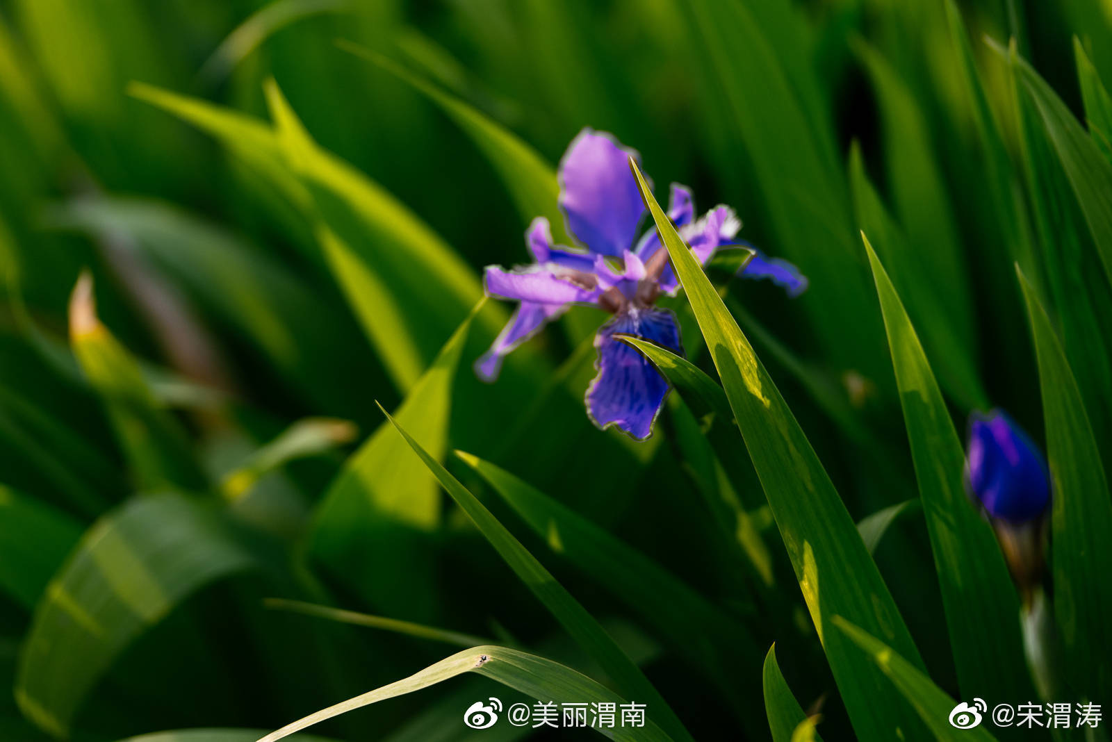 近期街头,陕西渭南花城计划初显成效