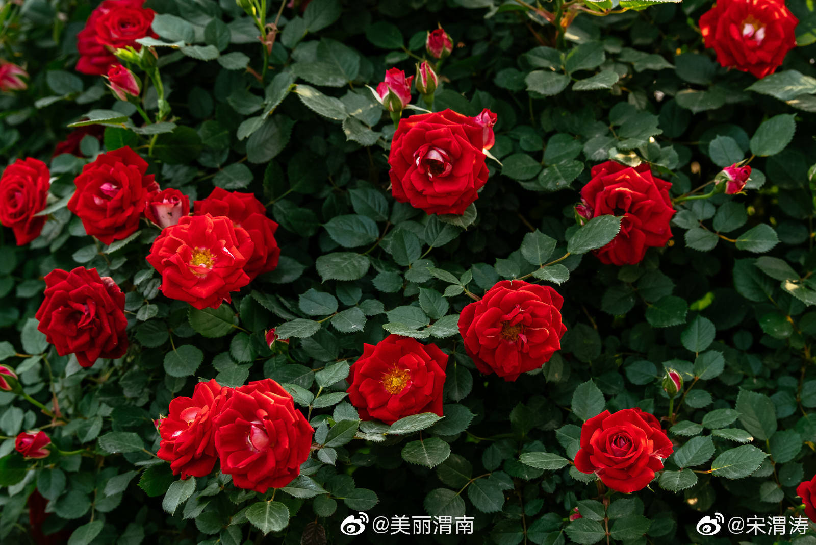 近期街头,陕西渭南花城计划初显成效