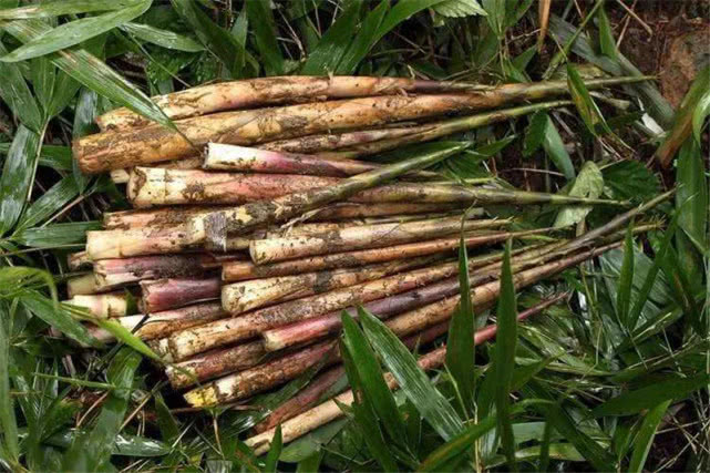 嫩苗美味四季有,果实一斤卖百元,农民却不愿见它开花|竹子|四季|鞭笋