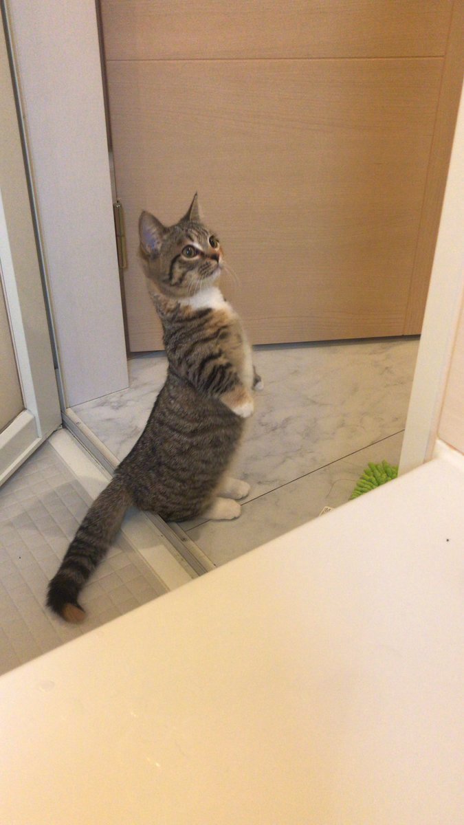 站立猫...